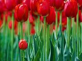 Red Tulips_53480